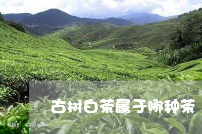 古树白茶属于哪种茶/2023121764027