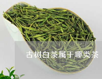 古树白茶属于哪类茶/2023081324817