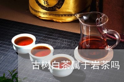 古树白茶属于岩茶吗/2023071611823