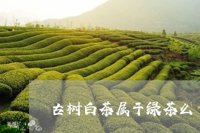 古树白茶属于绿茶么/2023121783738