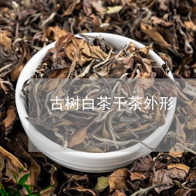 古树白茶干茶外形/2023061594248