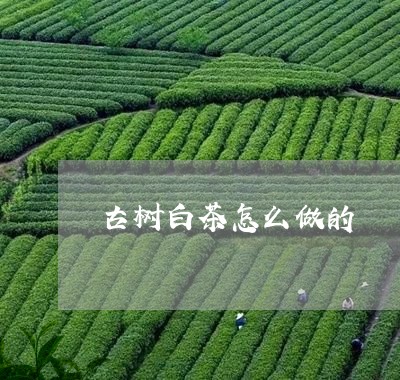 古树白茶怎么做的/2023061596472