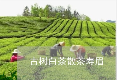 古树白茶散茶寿眉/2023090898148