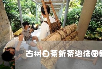 古树白茶新茶泡法图解大全/2023111536148