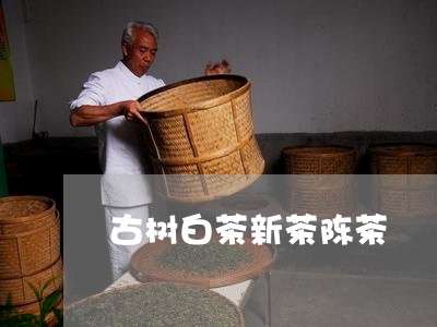 古树白茶新茶陈茶/2023061523929