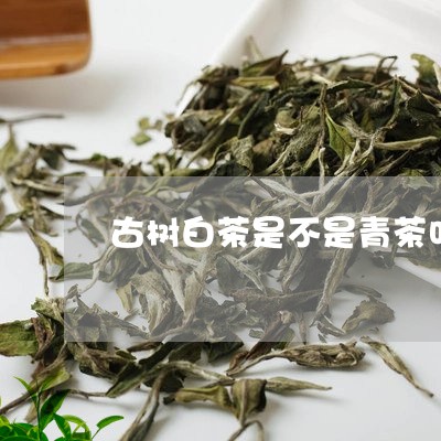 古树白茶是不是青茶叶呀/2023111601815