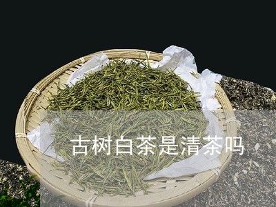 古树白茶是清茶吗/2023061570595