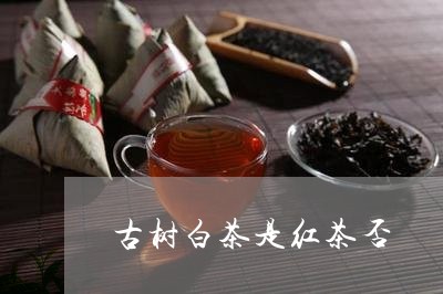 古树白茶是红茶否/2023061593036