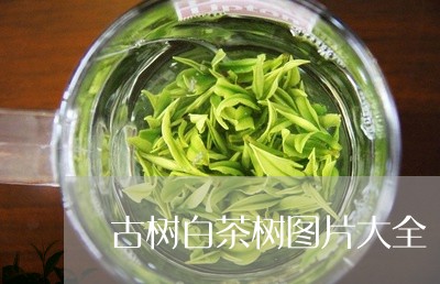 古树白茶树图片大全/2023071643830