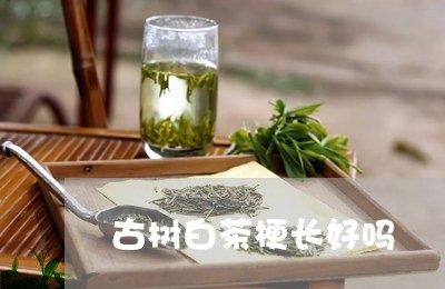 古树白茶梗长好吗/2023061565949