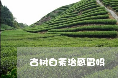 古树白茶治感冒吗/2023061562814