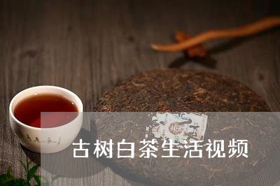 古树白茶生活视频/2023061549492