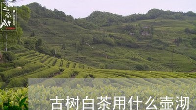 古树白茶用什么壶沏/2023071629580