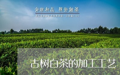 古树白茶的加工工艺/2023071564936