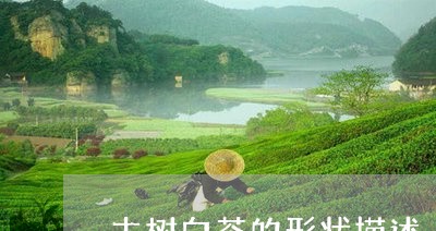 古树白茶的形状描述/2023121764727