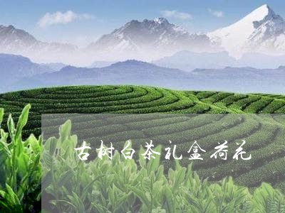 古树白茶礼盒荷花/2023061560607