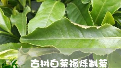 古树白茶福烁制茶/2023061505305