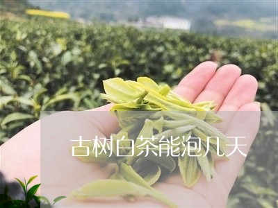 古树白茶能泡几天/2023082596470