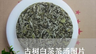 古树白茶茶汤图片/2023061578362