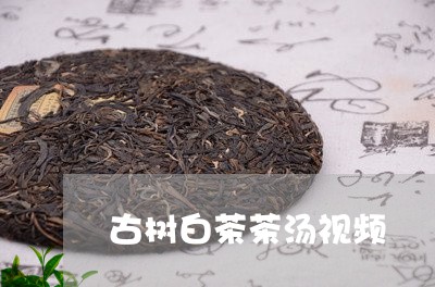 古树白茶茶汤视频/2023061595919