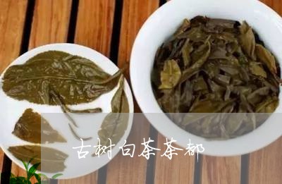 古树白茶茶都/2023051366158