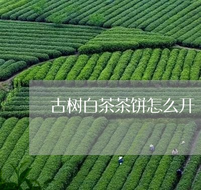 古树白茶茶饼怎么开/2023081393928