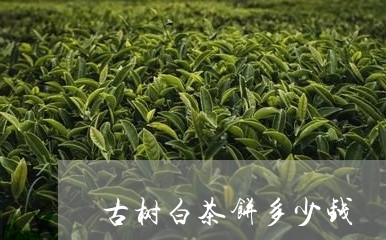 古树白茶饼多少钱/2023061524141