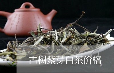 古树紫芽白茶价格/2023061524848