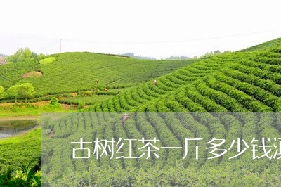 古树红茶一斤多少钱滇红茶/2023051011592