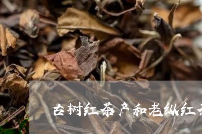 古树红茶产和老纵红茶/2023092090492