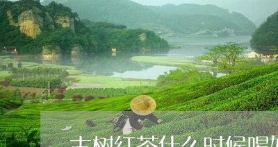 古树红茶什么时候喝好/2023071534060