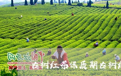 古树红茶保质期古树红茶的价格/2023060198483