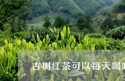 古树红茶可以每天喝吗/2023060959269