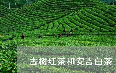 古树红茶和安吉白茶/2023071636260