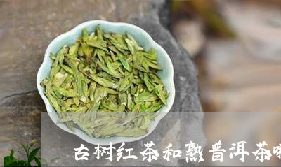 古树红茶和熟普洱茶哪个好喝/2023102563038