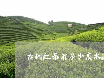 古树红茶用多少度水泡/2023092060381