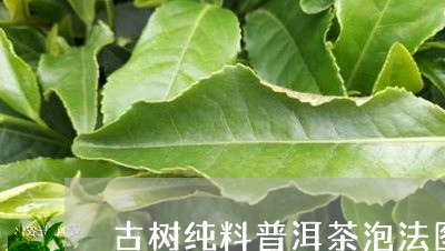 古树纯料普洱茶泡法图片/2023102483028