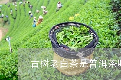 古树老白茶是普洱茶吗/2023072211605