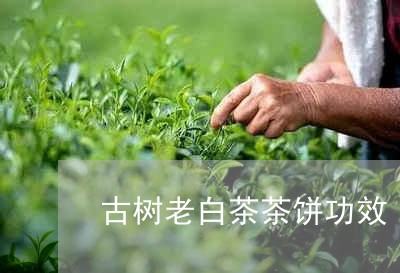 古树老白茶茶饼功效/2023071557369