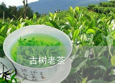 古树老茶/2023110994938