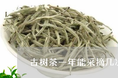 古树茶一年能采摘几次/2023071613046