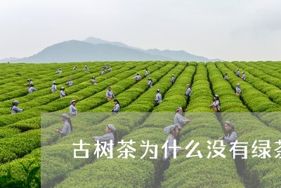 古树茶为什么没有绿茶/2023061002893