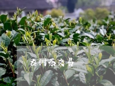 古树茶交易/2023041815487