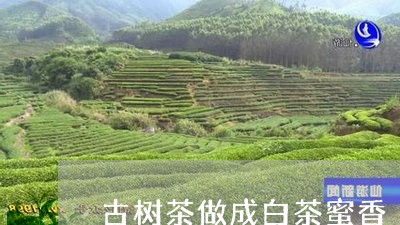 古树茶做成白茶蜜香/2023071505591