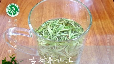 古树茶加工/2023041718641