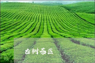 古树茶区/2023121802734