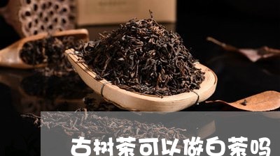 古树茶可以做白茶吗/2023121707372