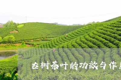 古树茶叶的功效与作用/2023061095827