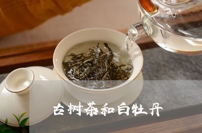 古树茶和白牡丹/2023112375048