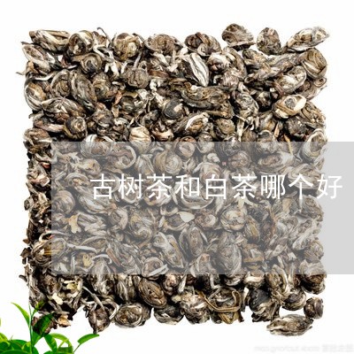 古树茶和白茶哪个好/2023081368704